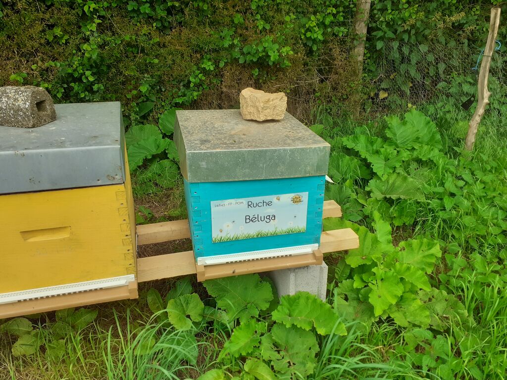 La ruche Béluga