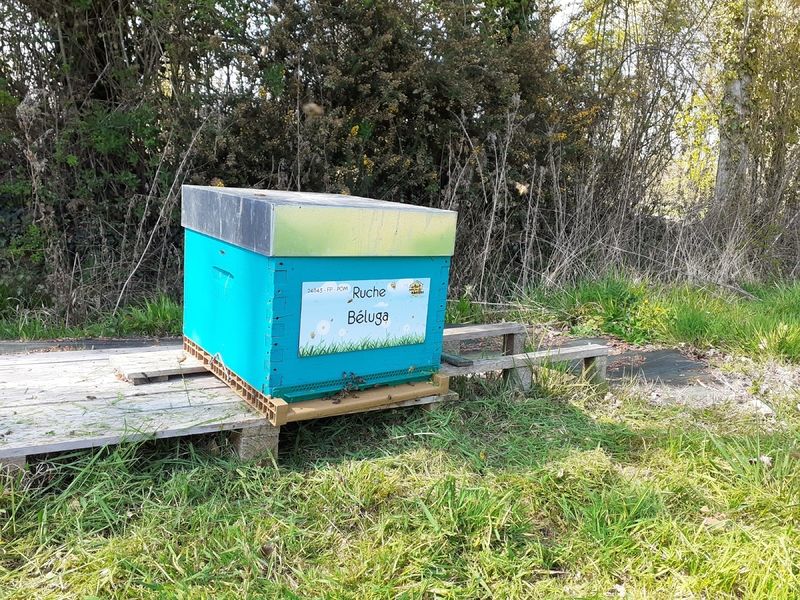La ruche Béluga