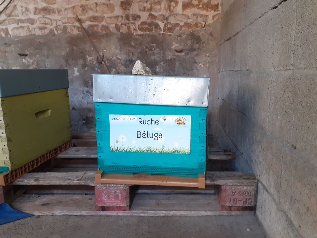 La ruche Béluga
