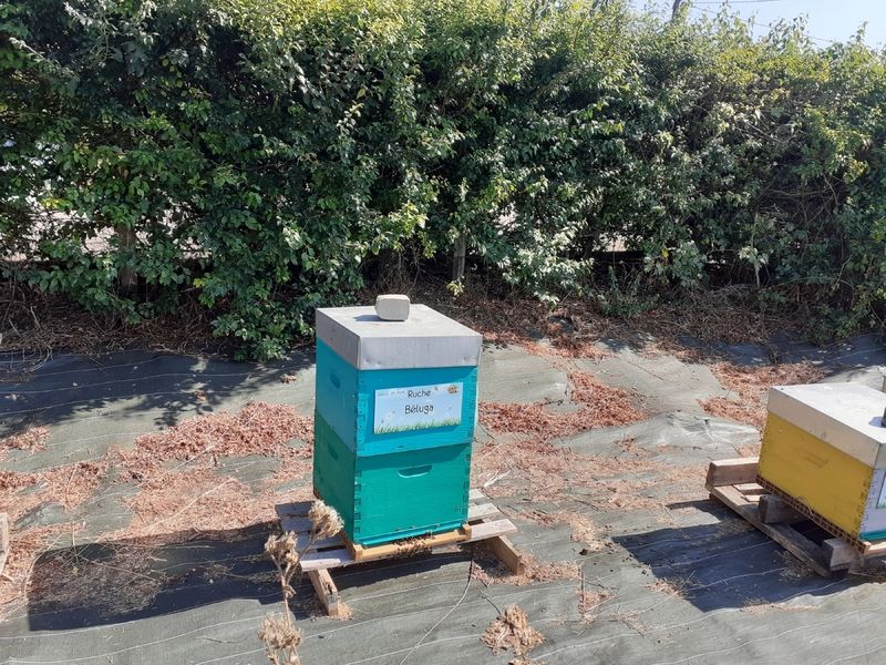 La ruche Béluga