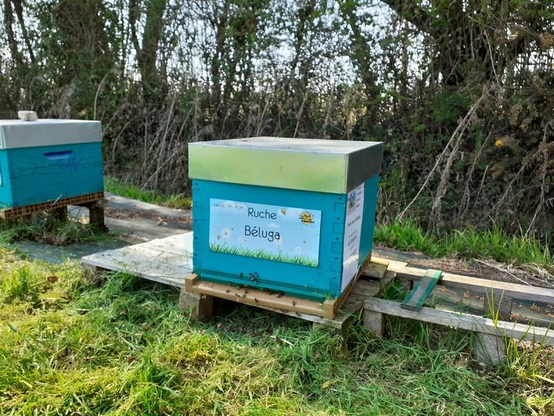 La ruche Béluga