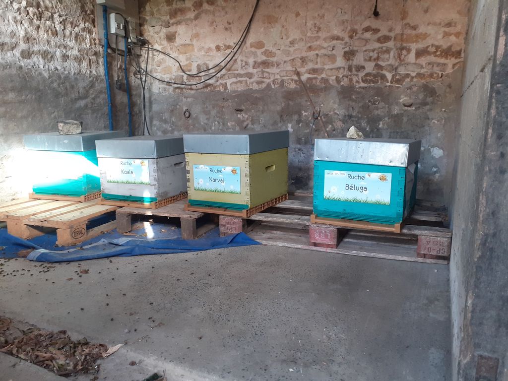 La ruche Béluga