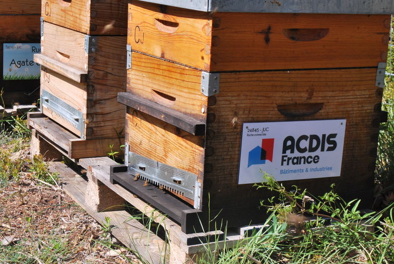 La ruche ACDIS France