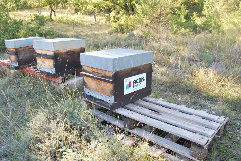 La ruche ACDIS France