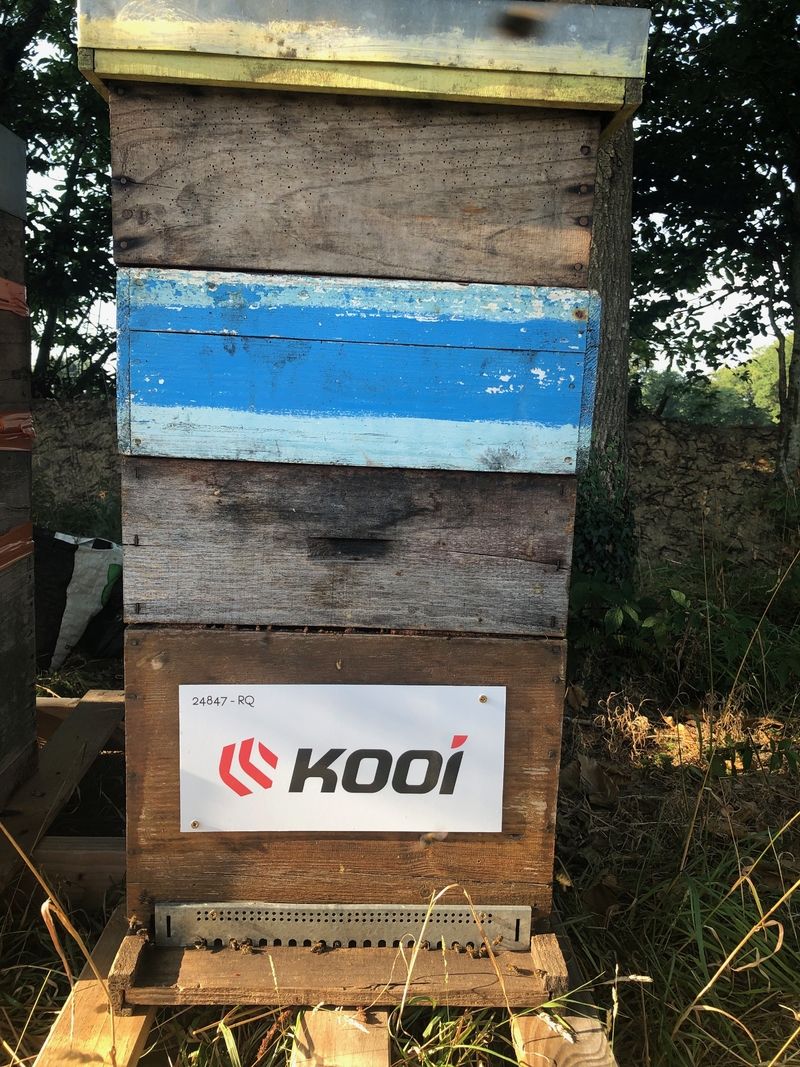 La ruche Kooi security