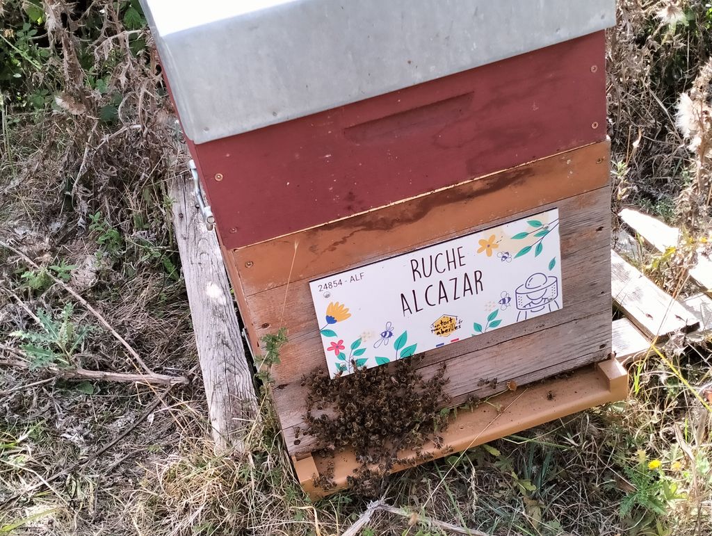 La ruche Alcazar