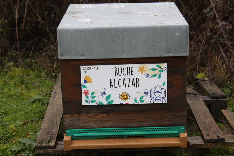 La ruche Alcazar