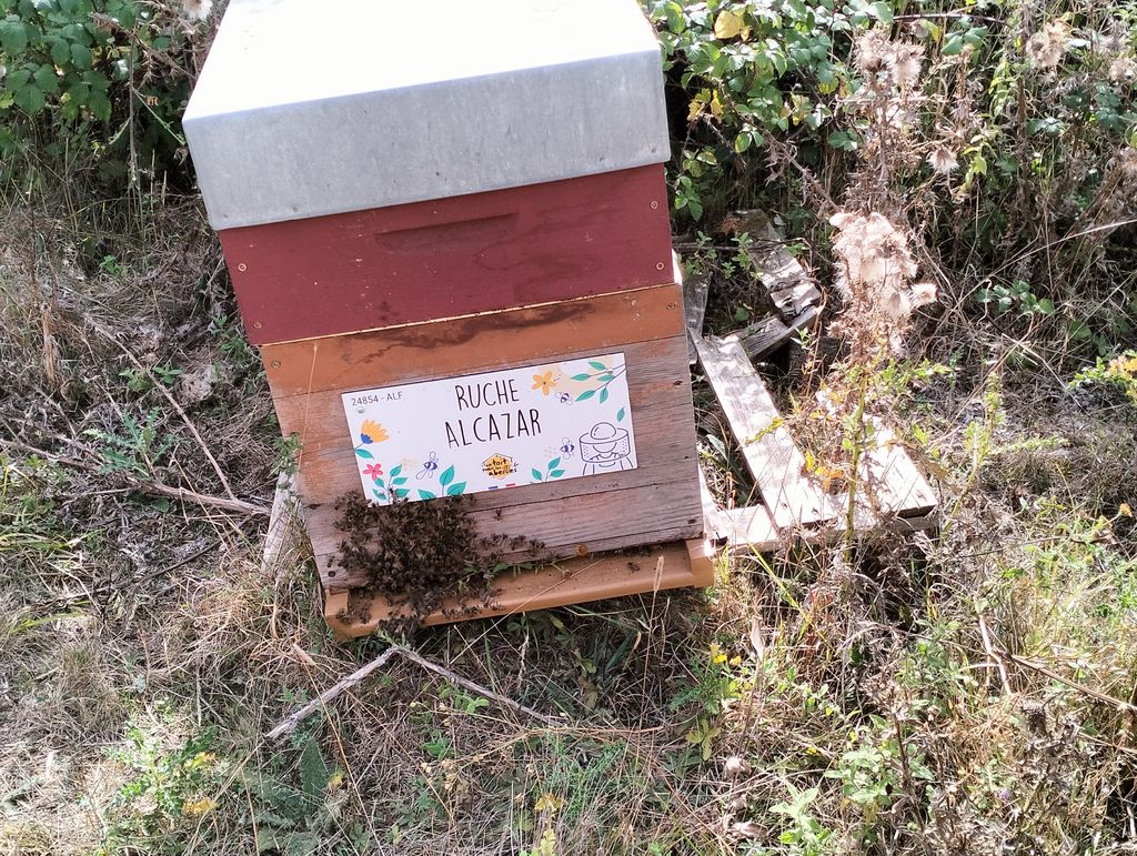 La ruche Alcazar