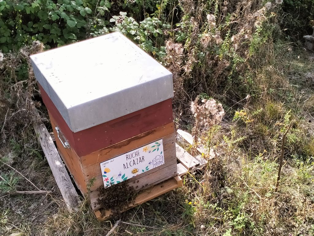 La ruche Alcazar