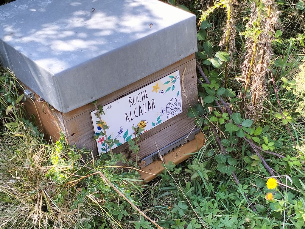 La ruche Alcazar