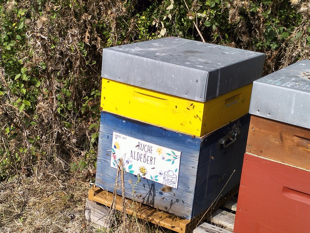 La ruche Aldebert