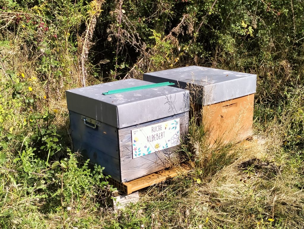 La ruche Aldebert