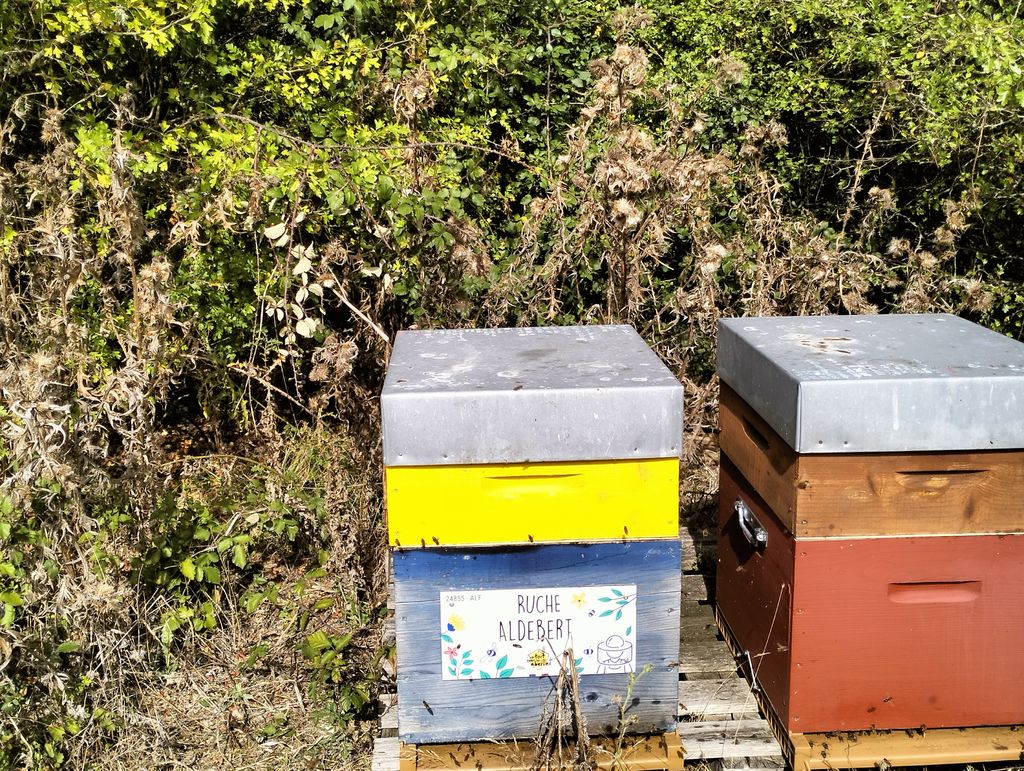 La ruche Aldebert