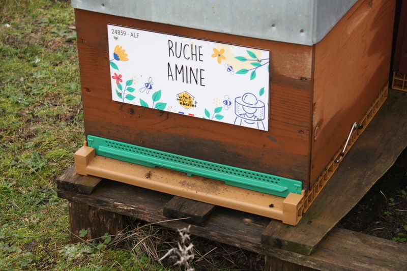 La ruche Amine