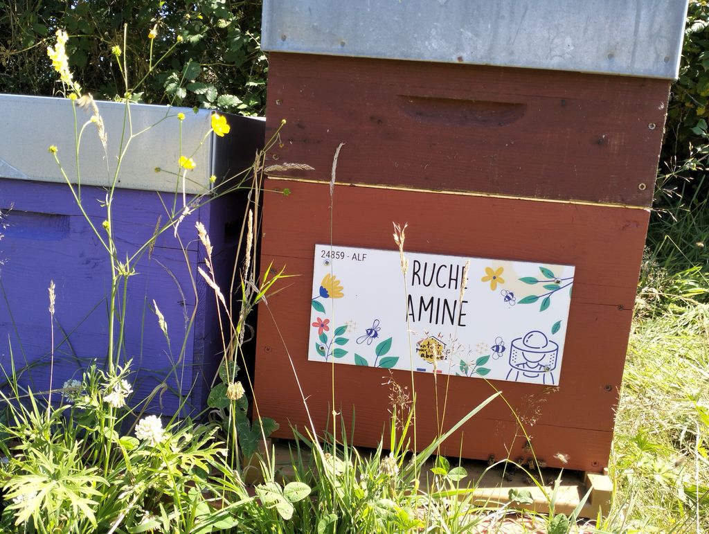 La ruche Amine