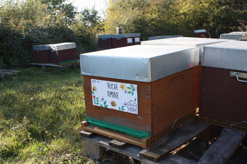 La ruche Amine