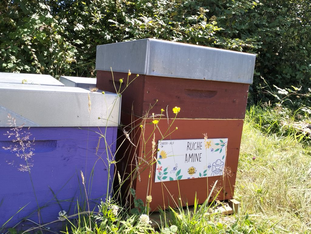 La ruche Amine