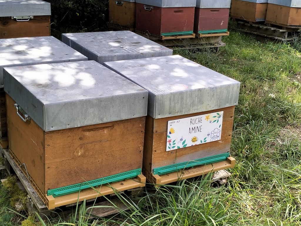 La ruche Amine
