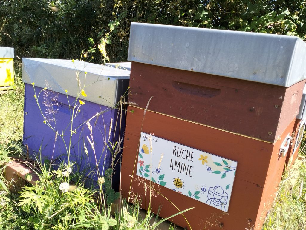La ruche Amine