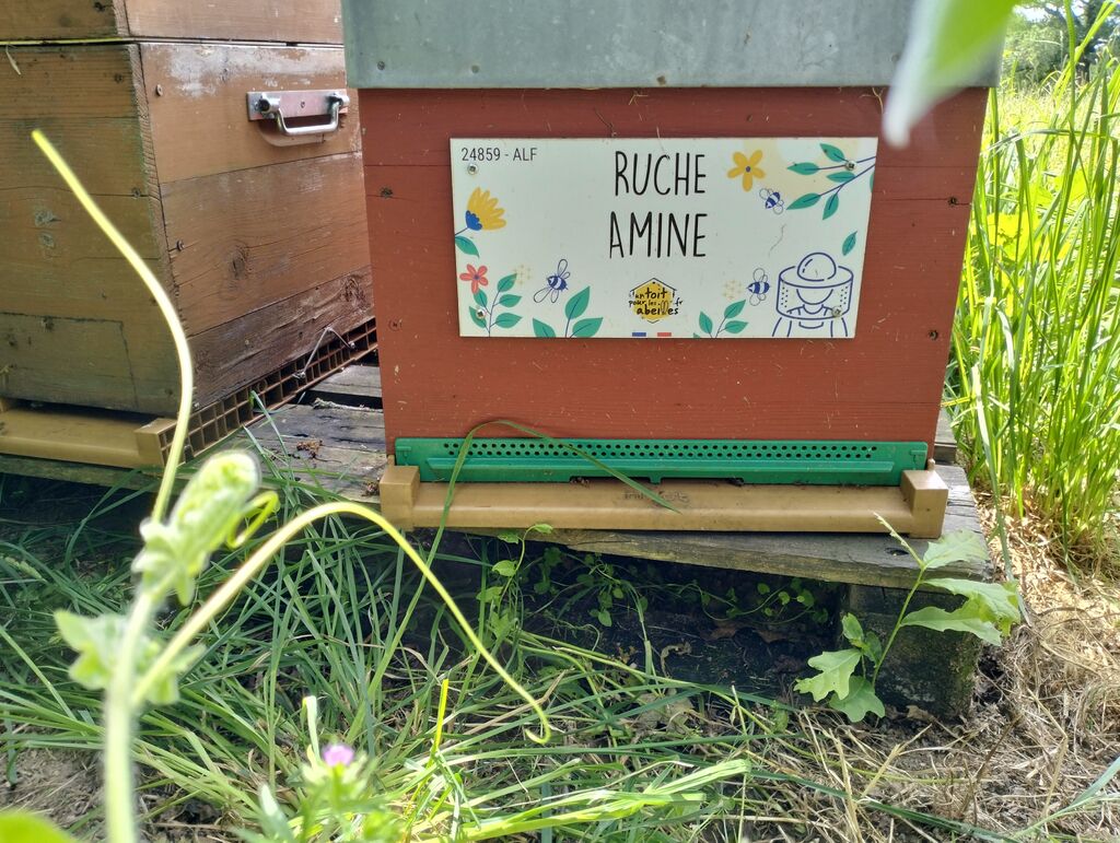 La ruche Amine