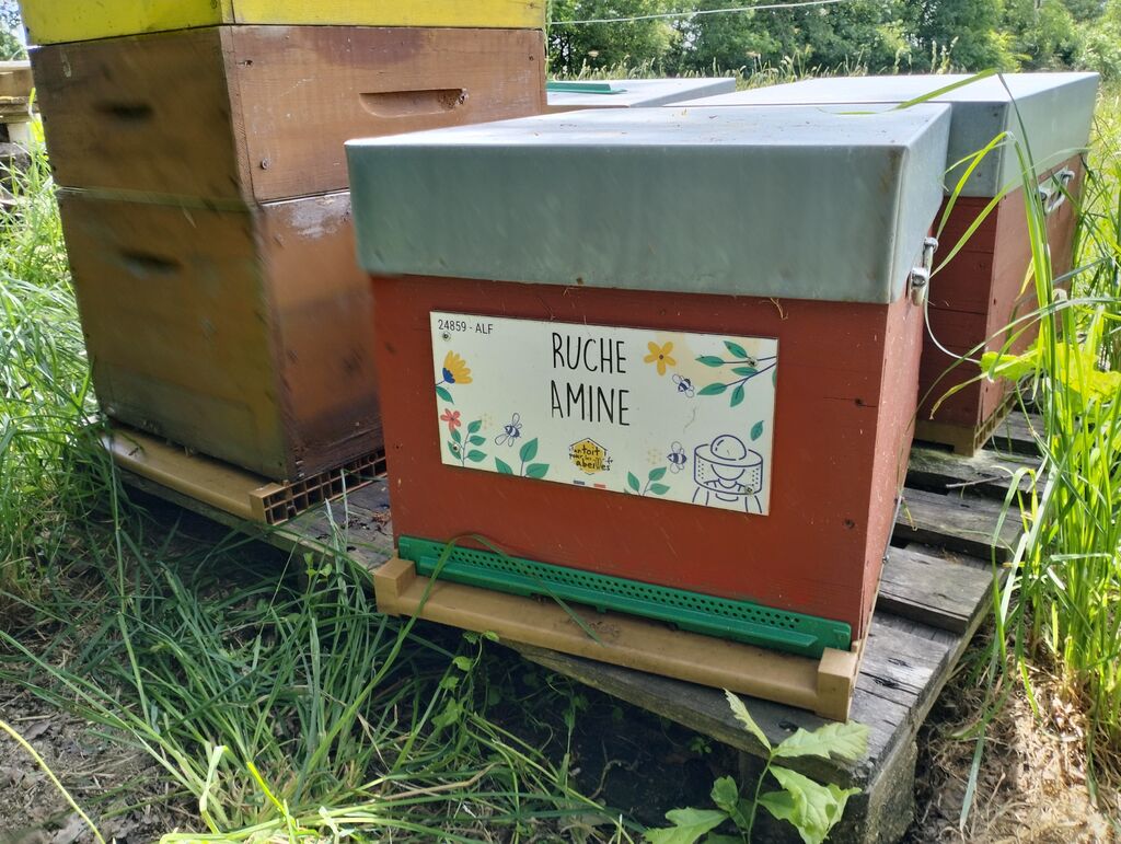 La ruche Amine