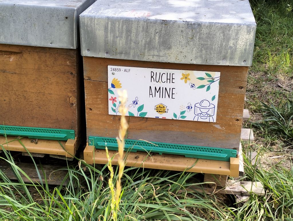 La ruche Amine