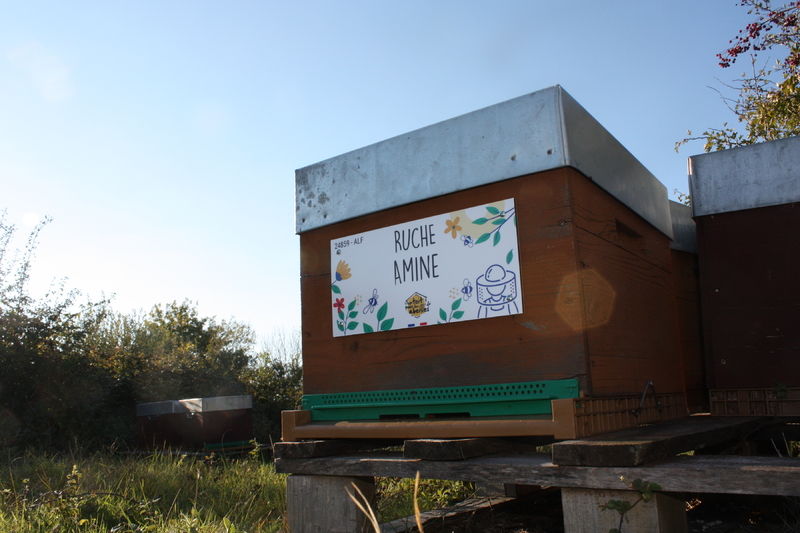 La ruche Amine
