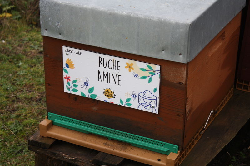 La ruche Amine