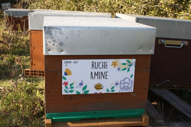 La ruche Amine