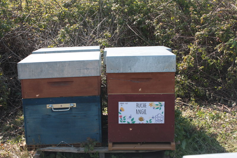 La ruche Angil