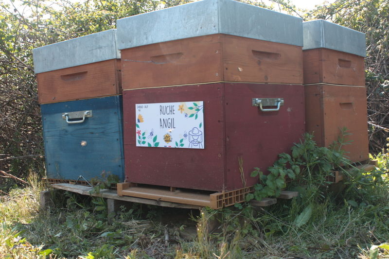 La ruche Angil