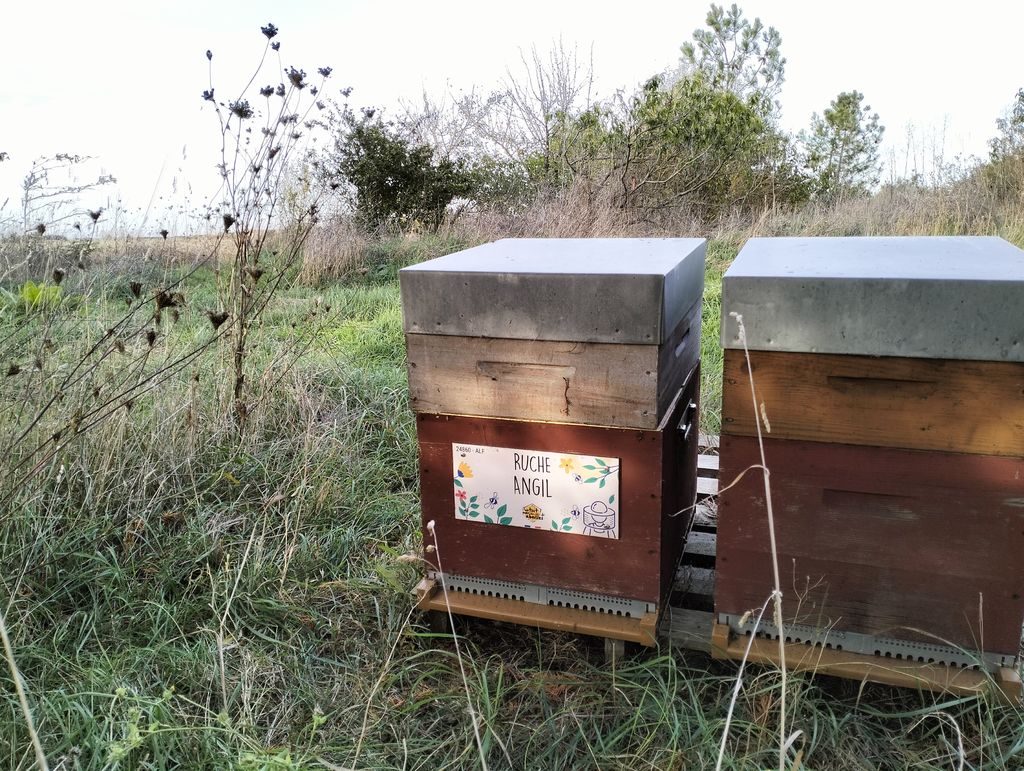 La ruche Angil