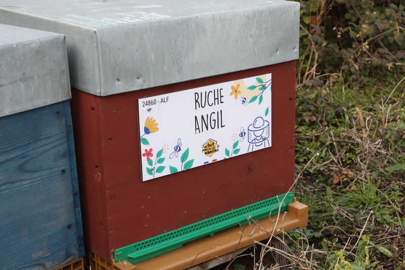 La ruche Angil