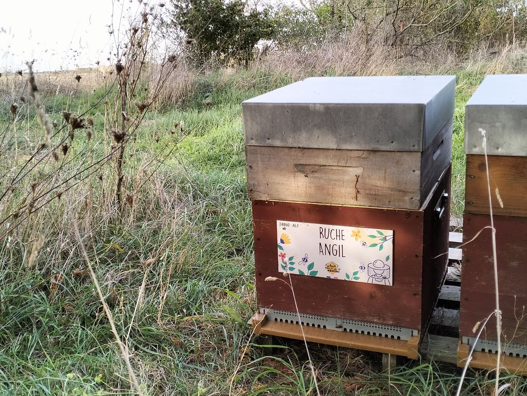 La ruche Angil