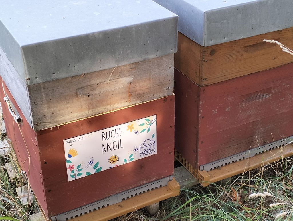 La ruche Angil