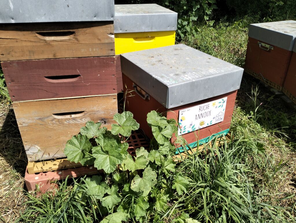 La ruche Annoux