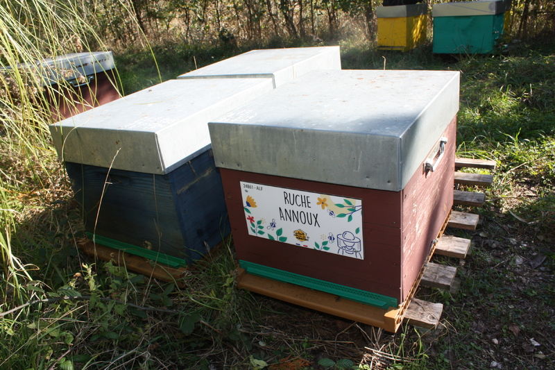 La ruche Annoux