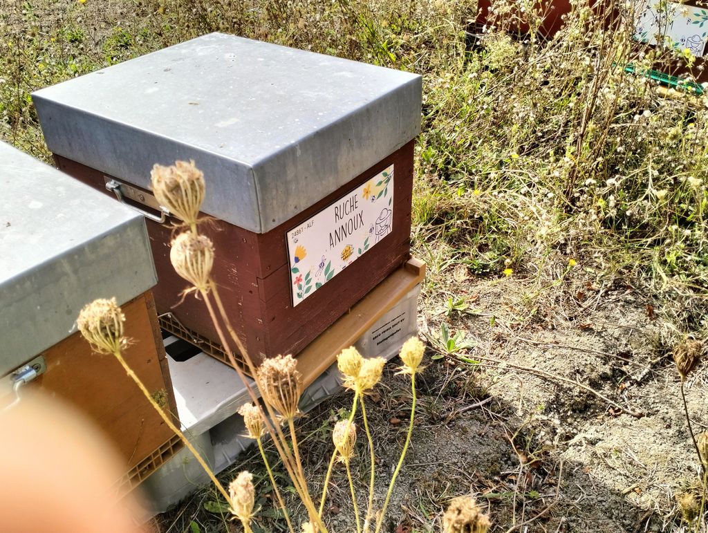 La ruche Annoux