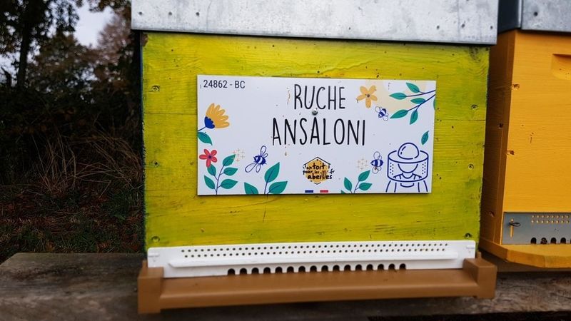 La ruche Ansaloni