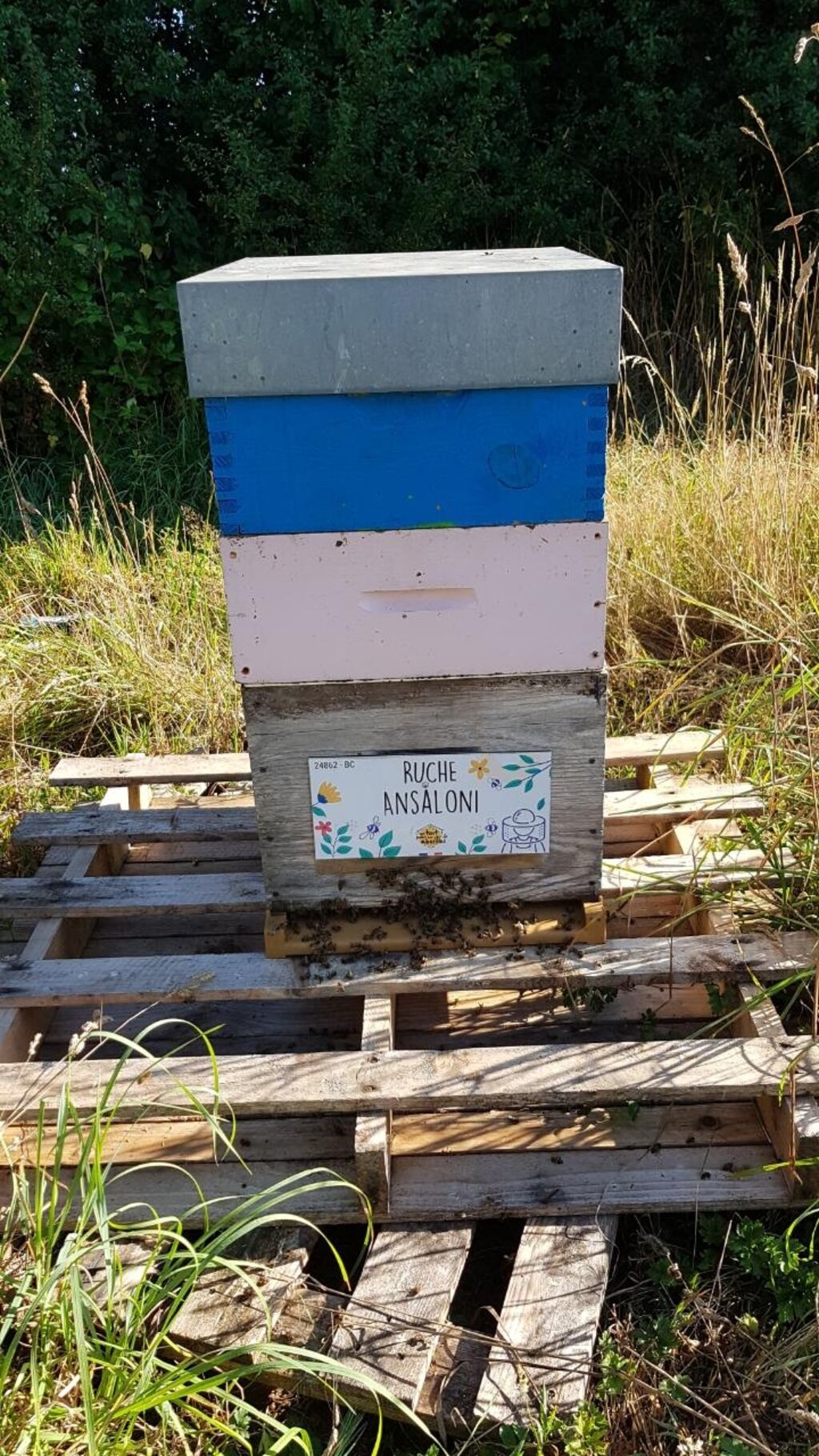 La ruche Ansaloni