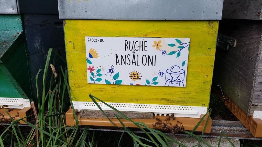 La ruche Ansaloni