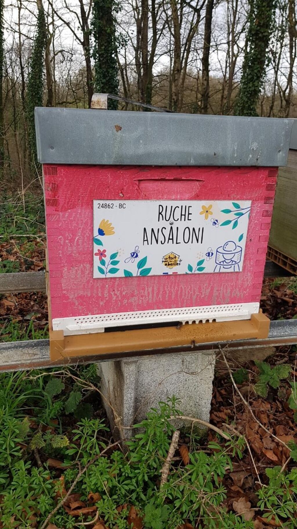 La ruche Ansaloni