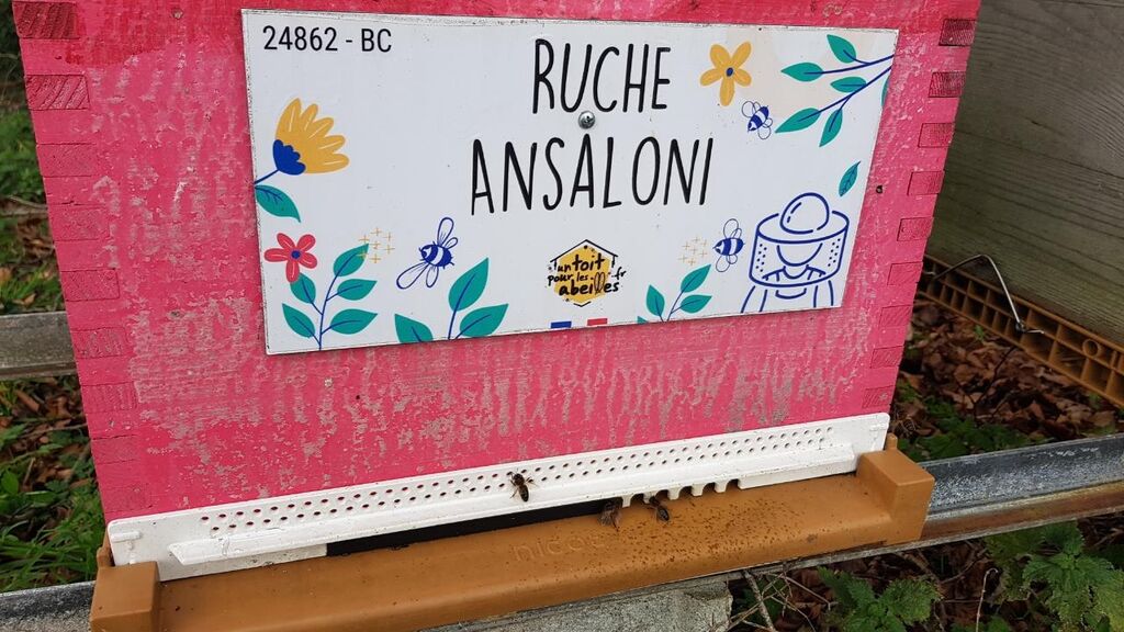 La ruche Ansaloni