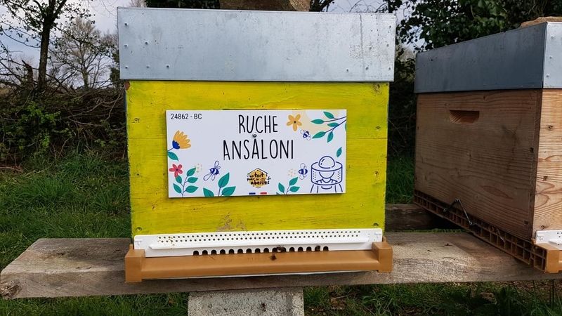 La ruche Ansaloni