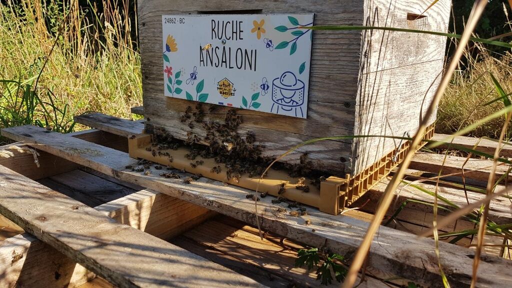 La ruche Ansaloni