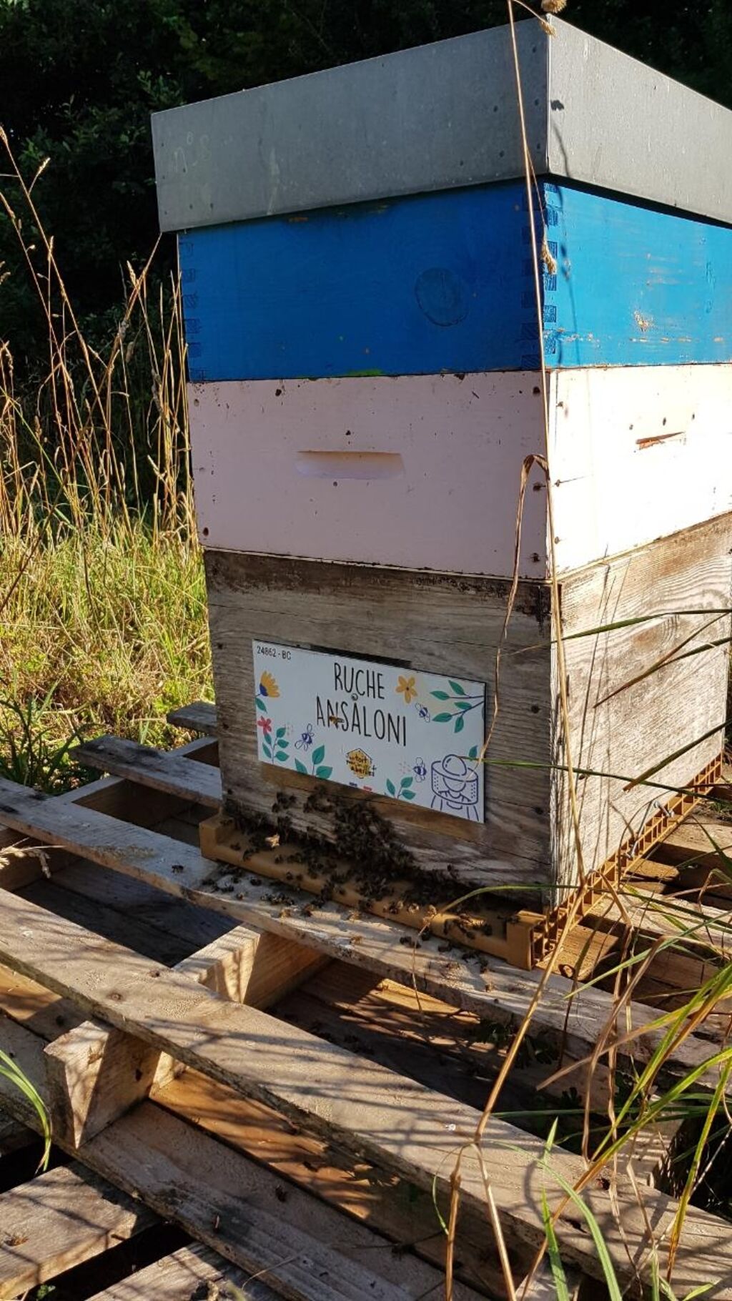 La ruche Ansaloni