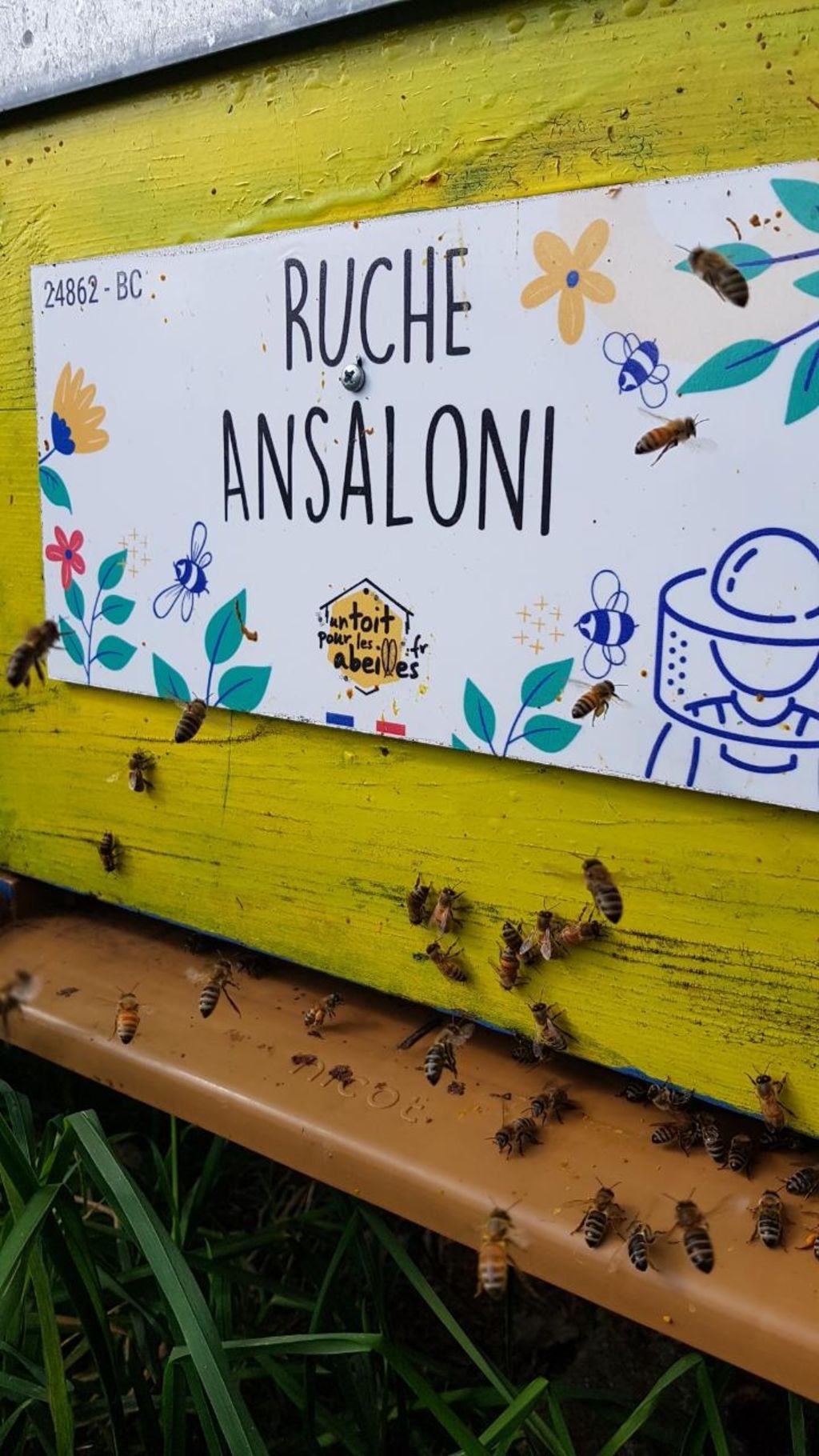 La ruche Ansaloni