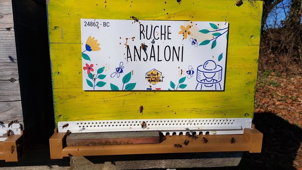 La ruche Ansaloni