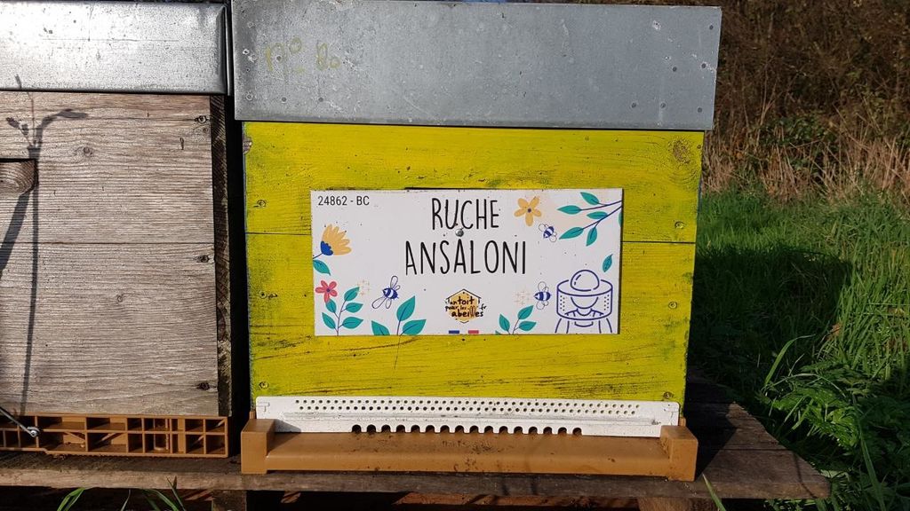 La ruche Ansaloni