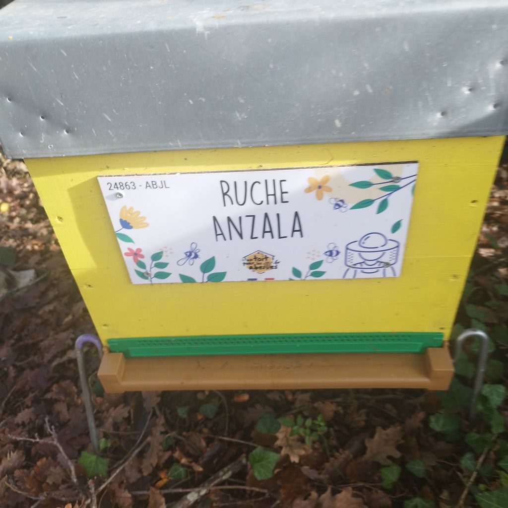 La ruche Anzala